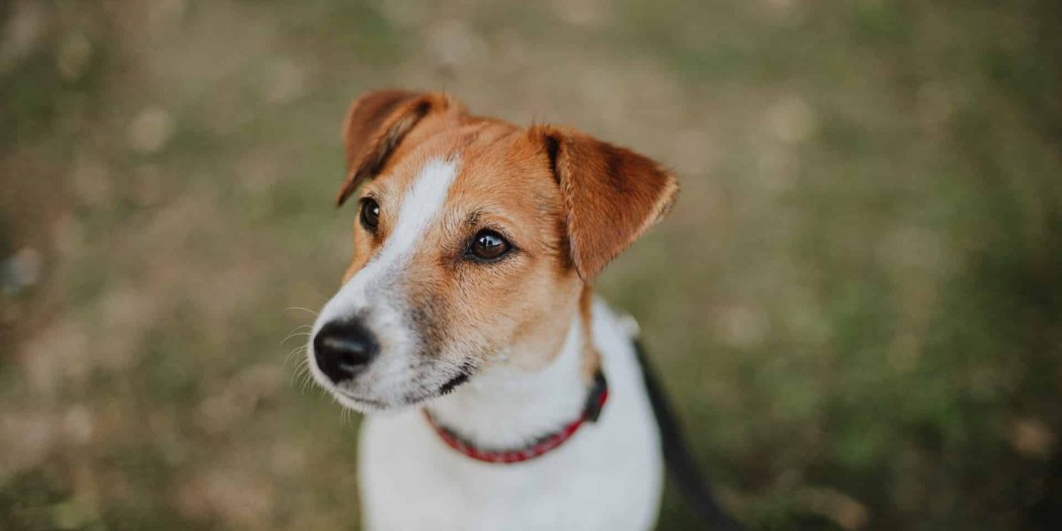 jack russell terrier