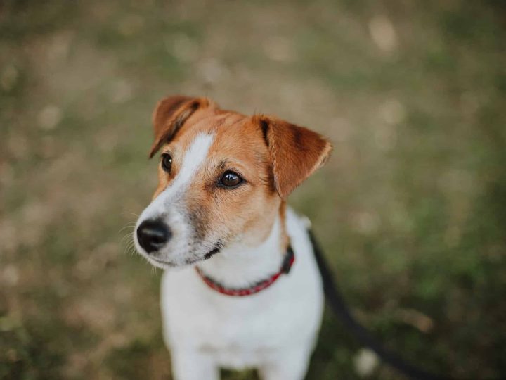 jack russell terrier