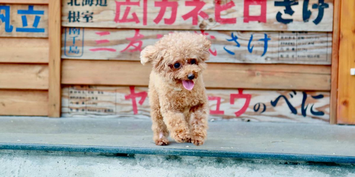 japanse terrier