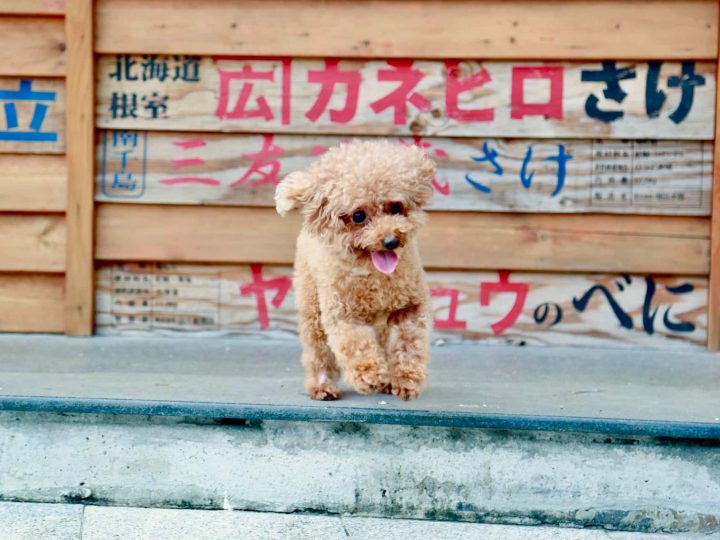 japanse terrier