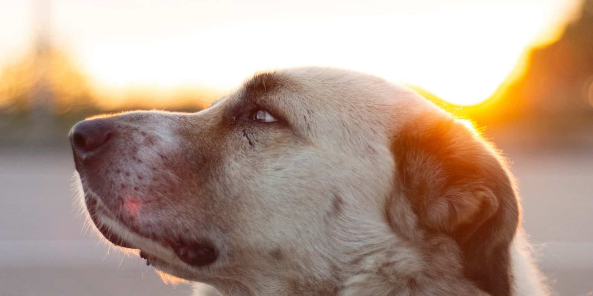 kangal