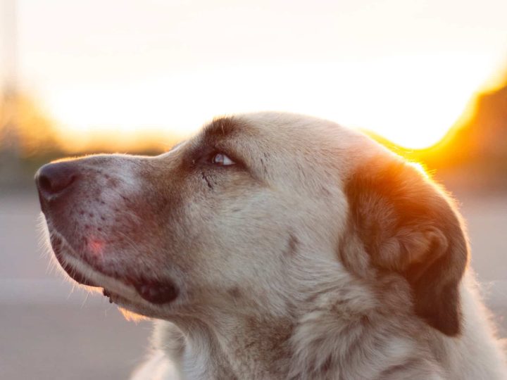kangal