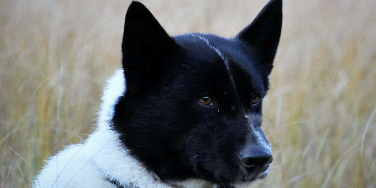 Karelische berenhond