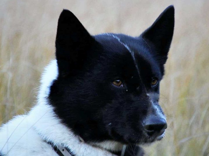 Karelische berenhond