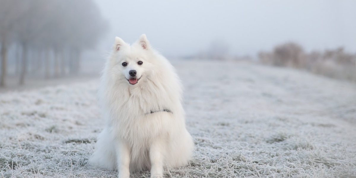 keeshond