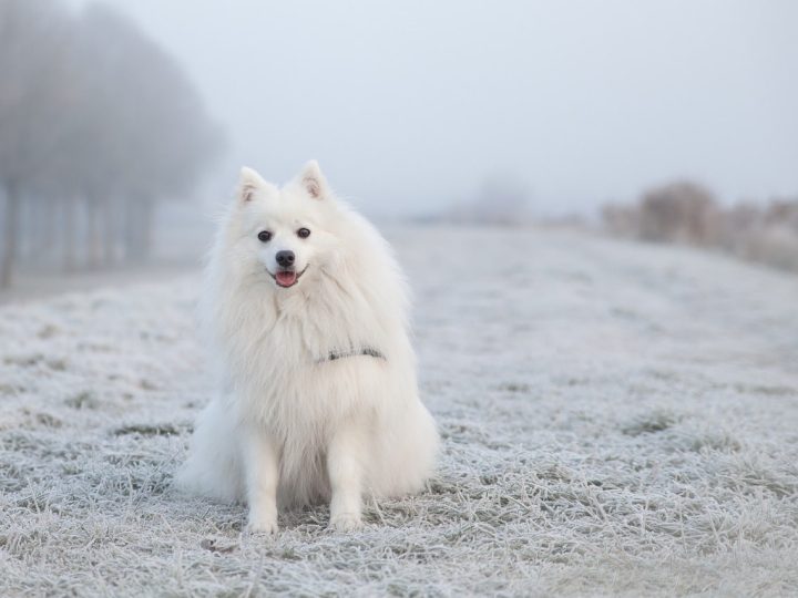 keeshond