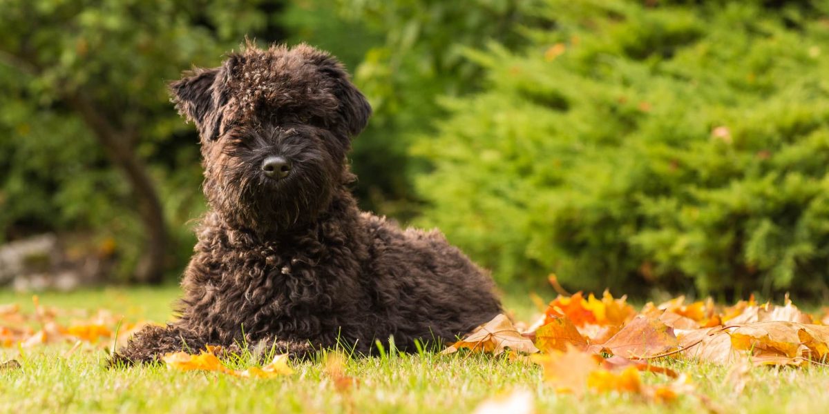 kerry blue terrier