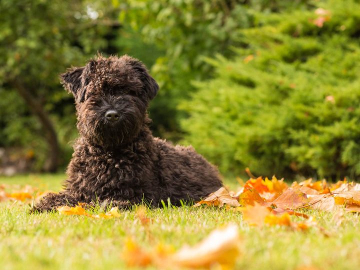 kerry blue terrier