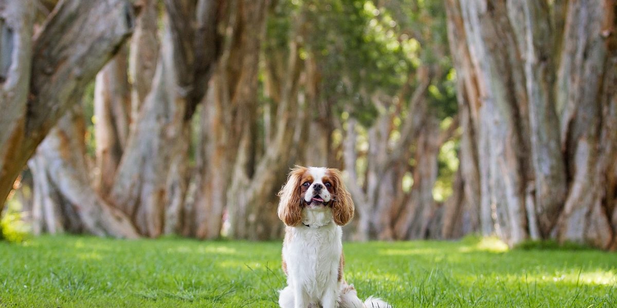 king charles spaniel