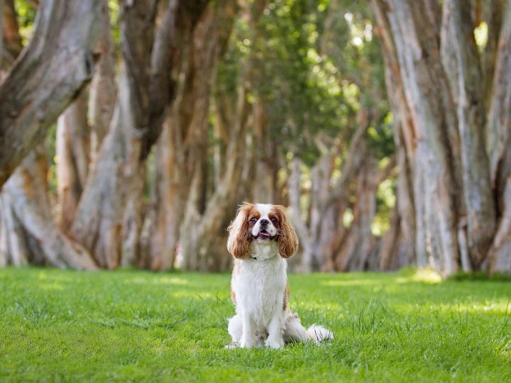 king charles spaniel
