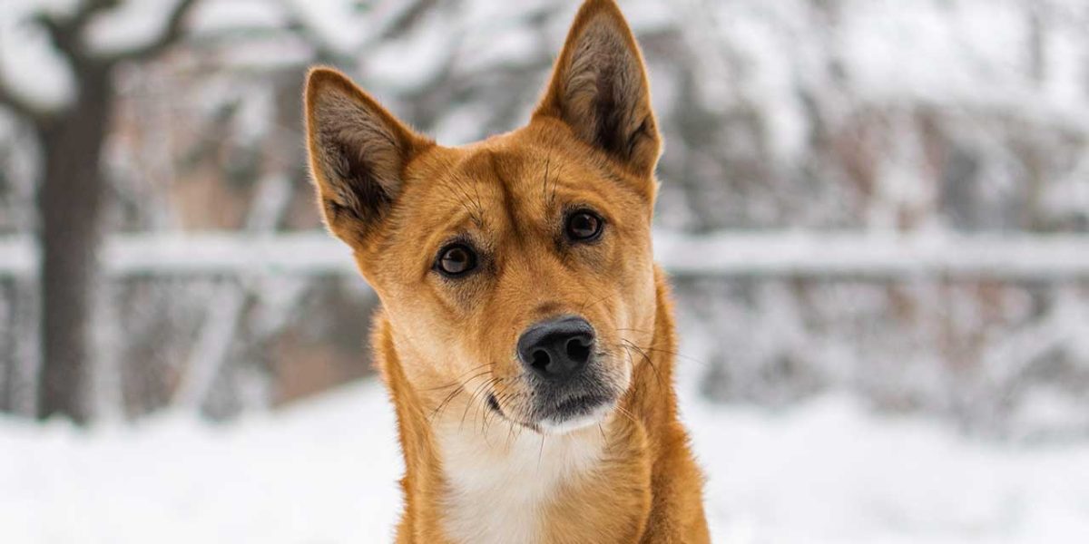 koreaanse jindo