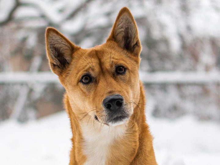 koreaanse jindo