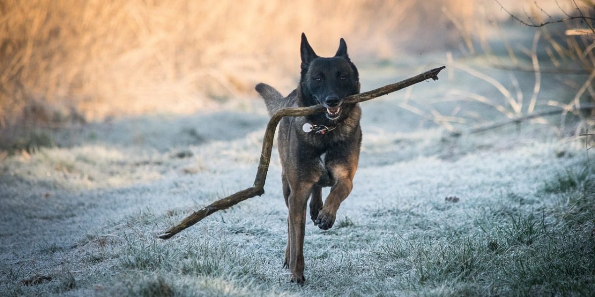 kunnen honden het koud hebben
