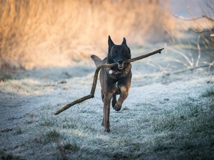 kunnen honden het koud hebben