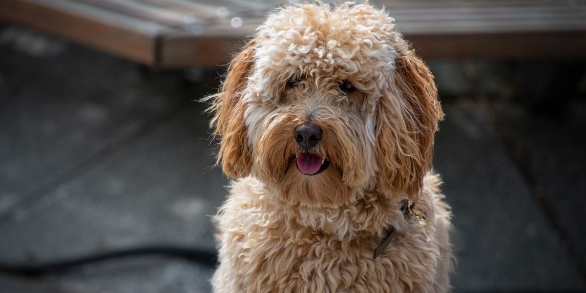 labradoodle