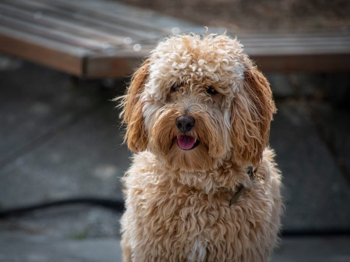 labradoodle