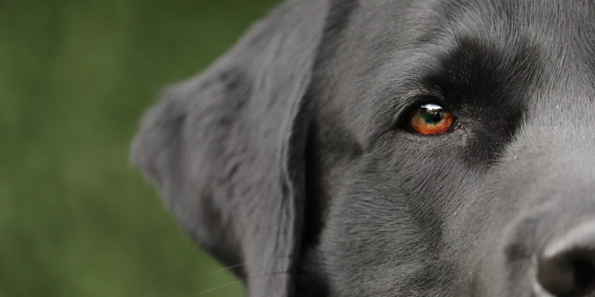 labrador husky