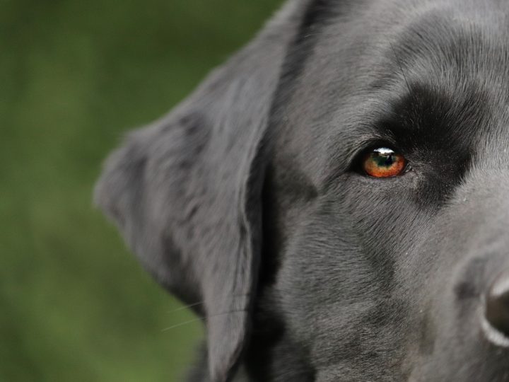 labrador husky