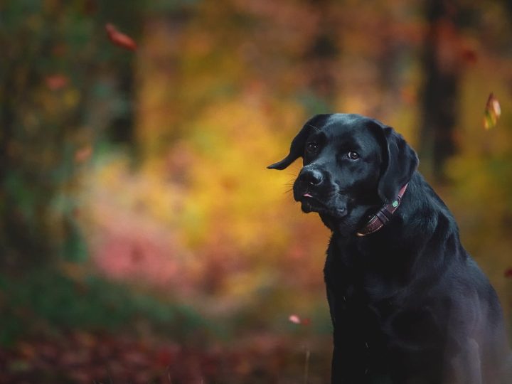 labrador retriever