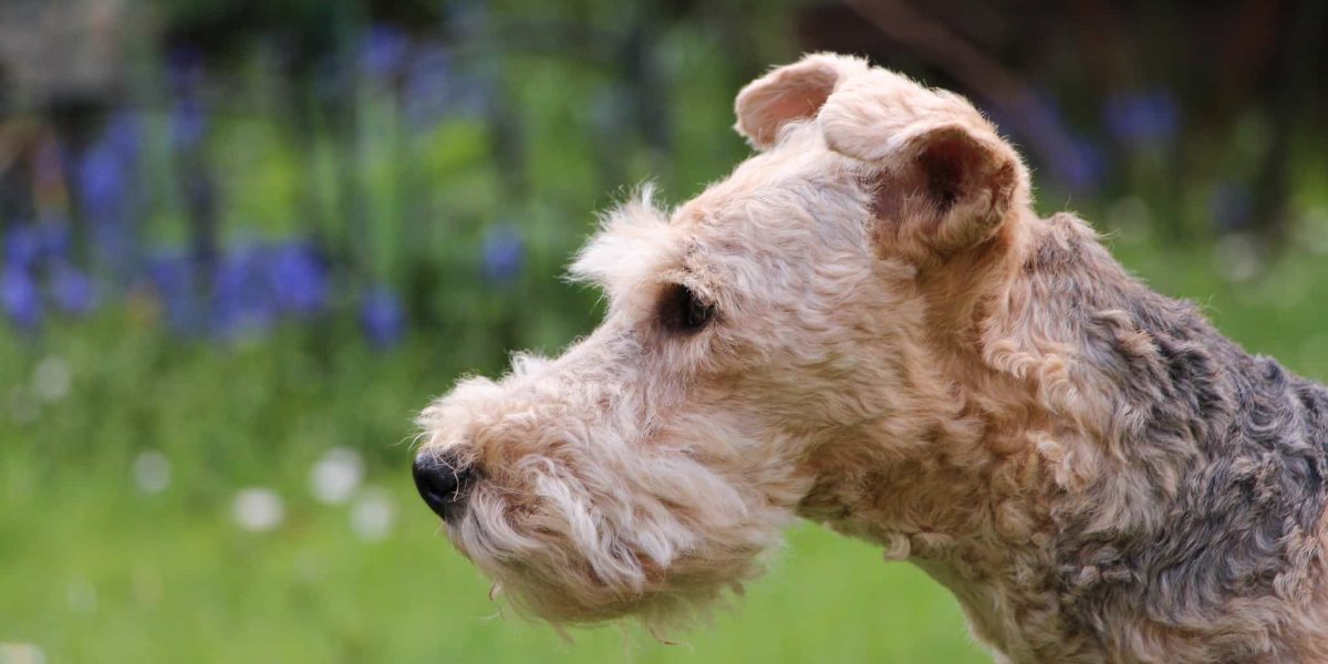 Lakeland Terrier