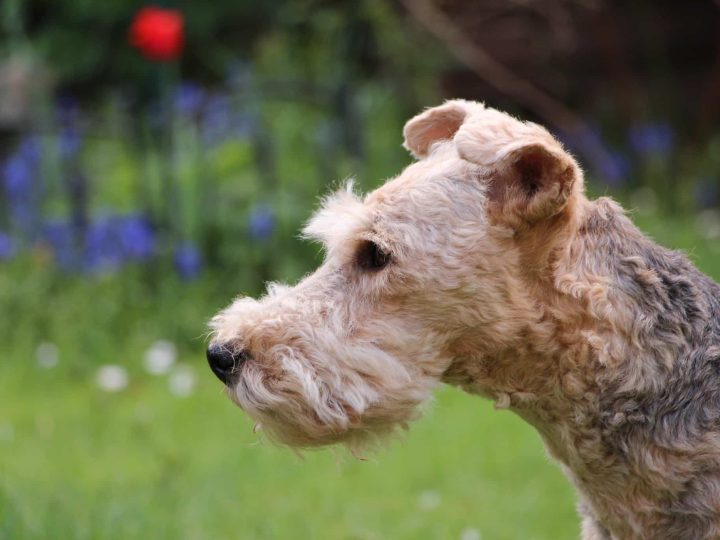 Lakeland Terrier