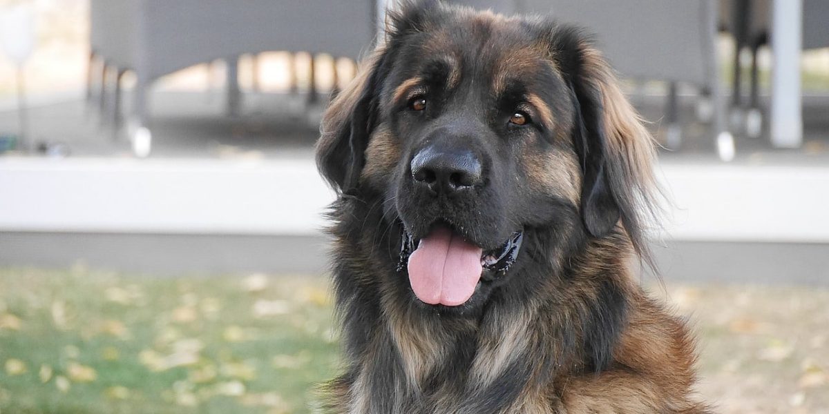 Leonberger
