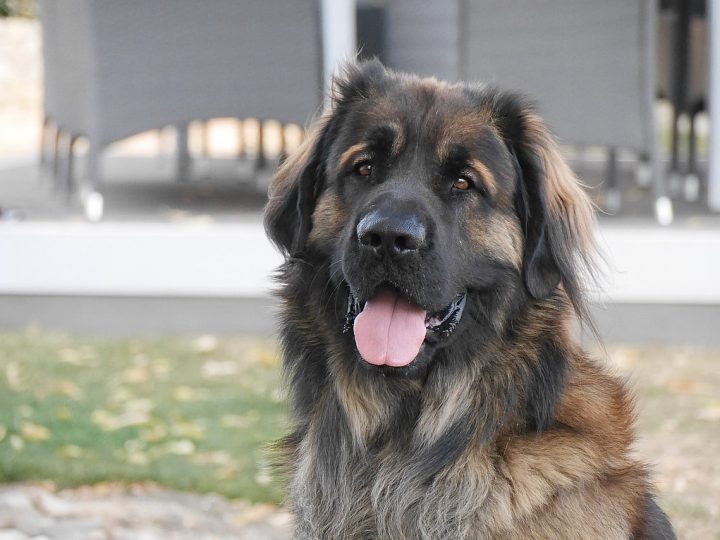 Leonberger