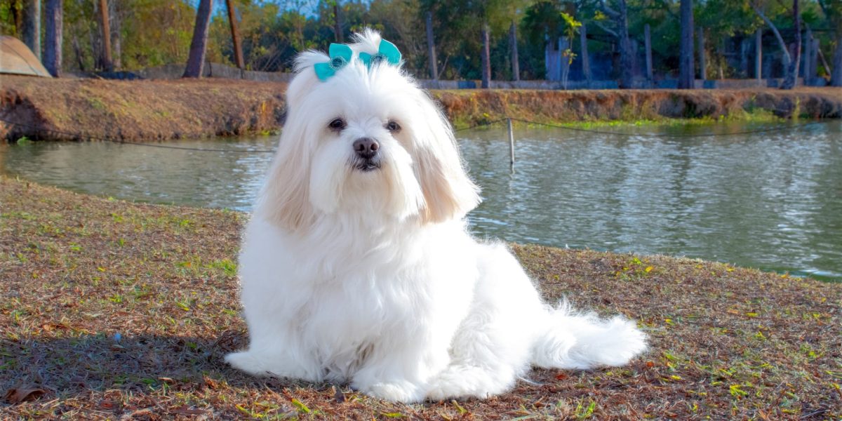 lhasa apso