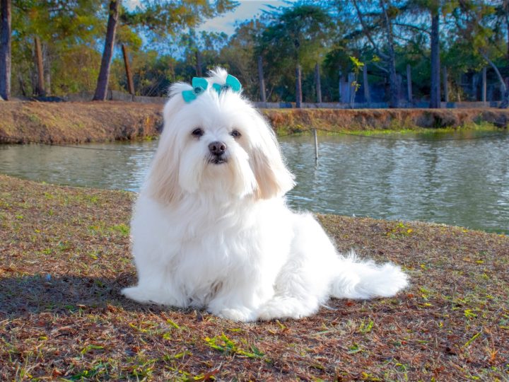 lhasa apso