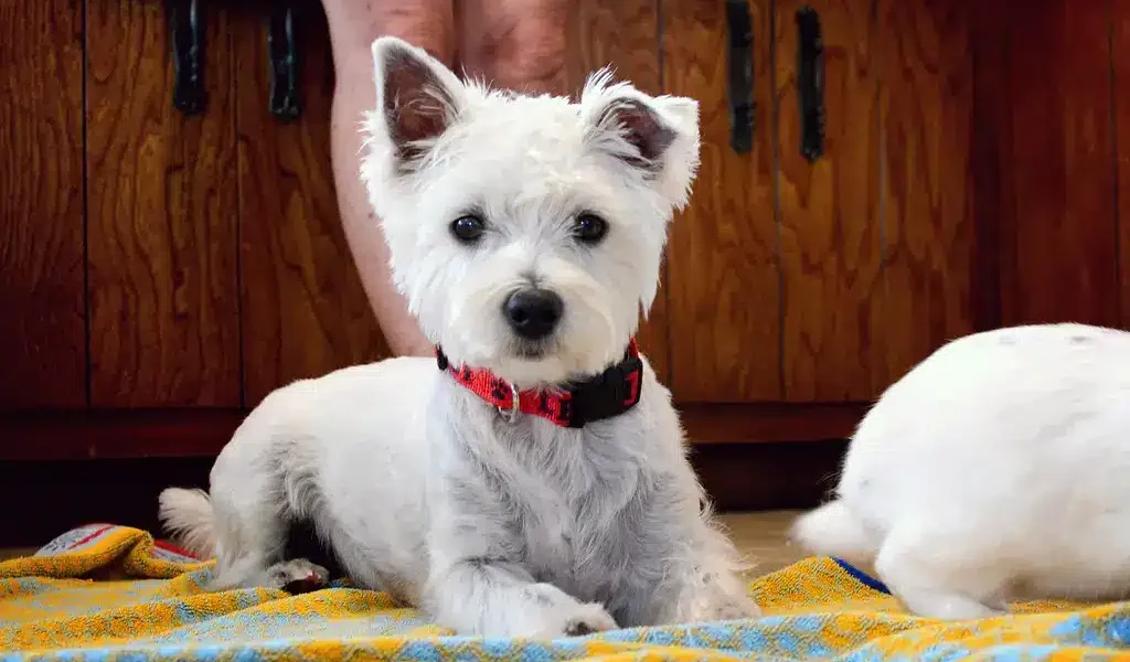 lucas terrier