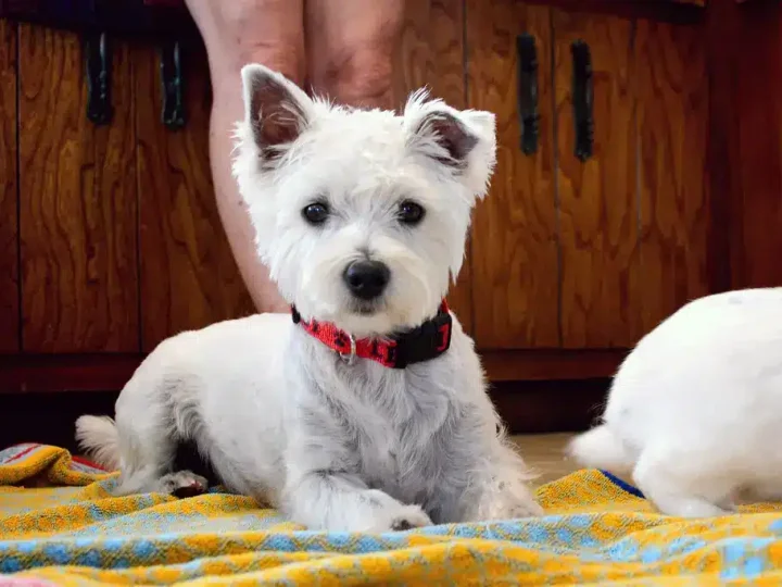 lucas terrier