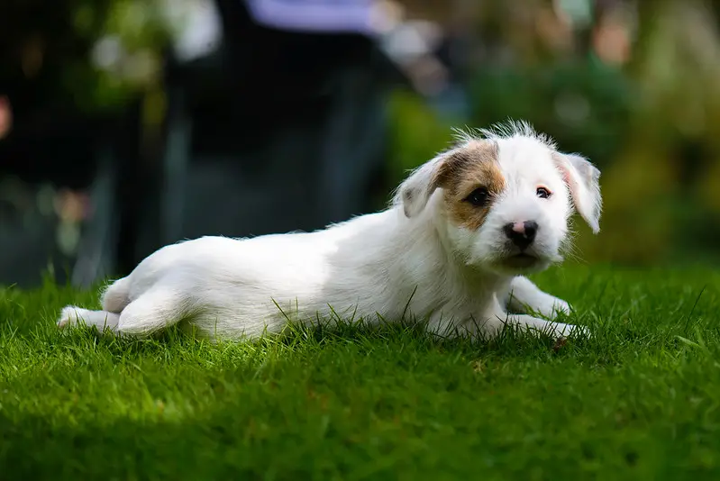 lucas terrier hond