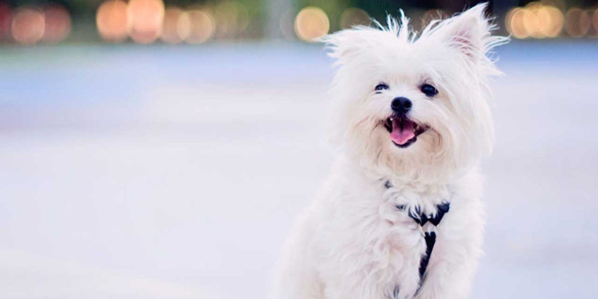 maltipom