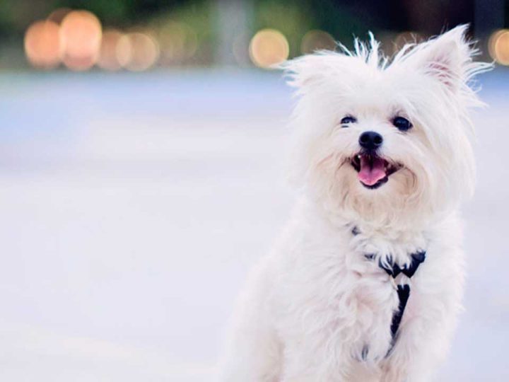 maltipom
