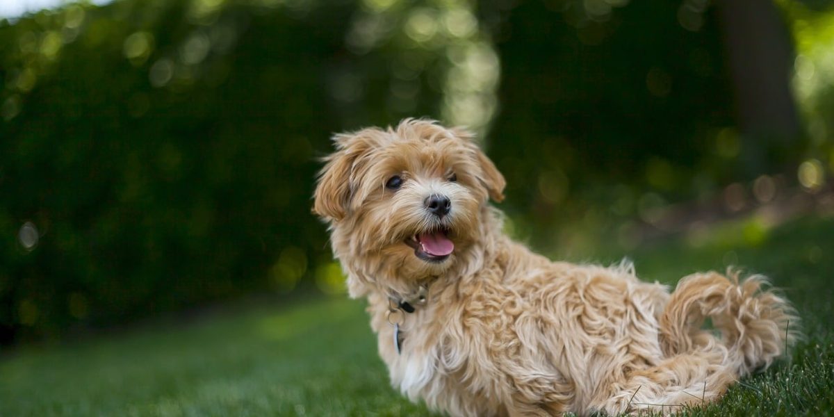 maltipoo