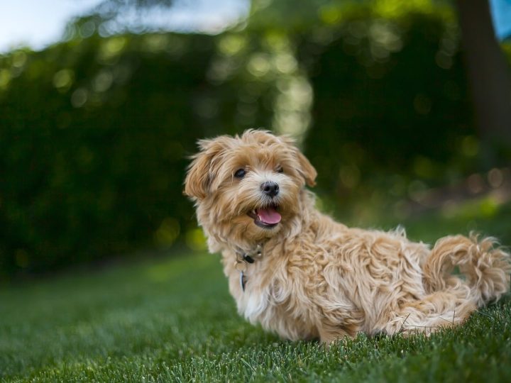 maltipoo