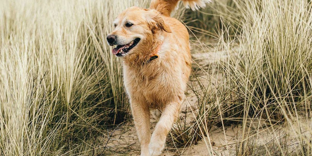mini golden retriever
