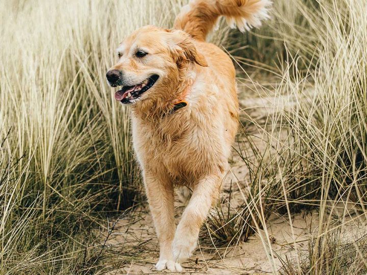 mini golden retriever