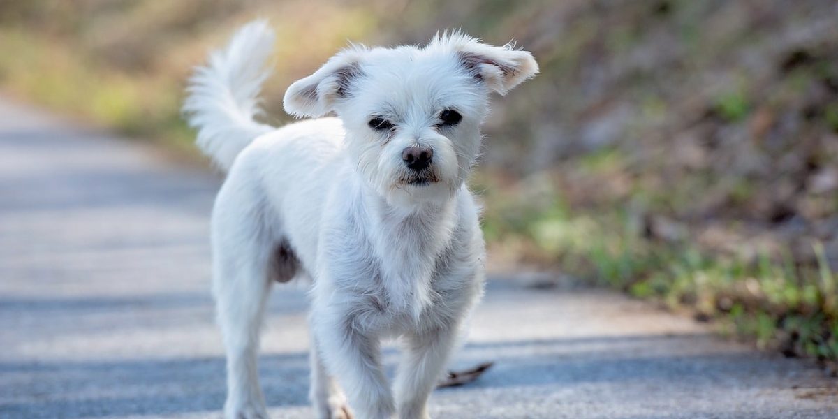 morkie
