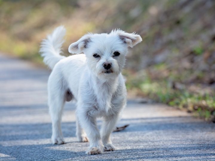 morkie