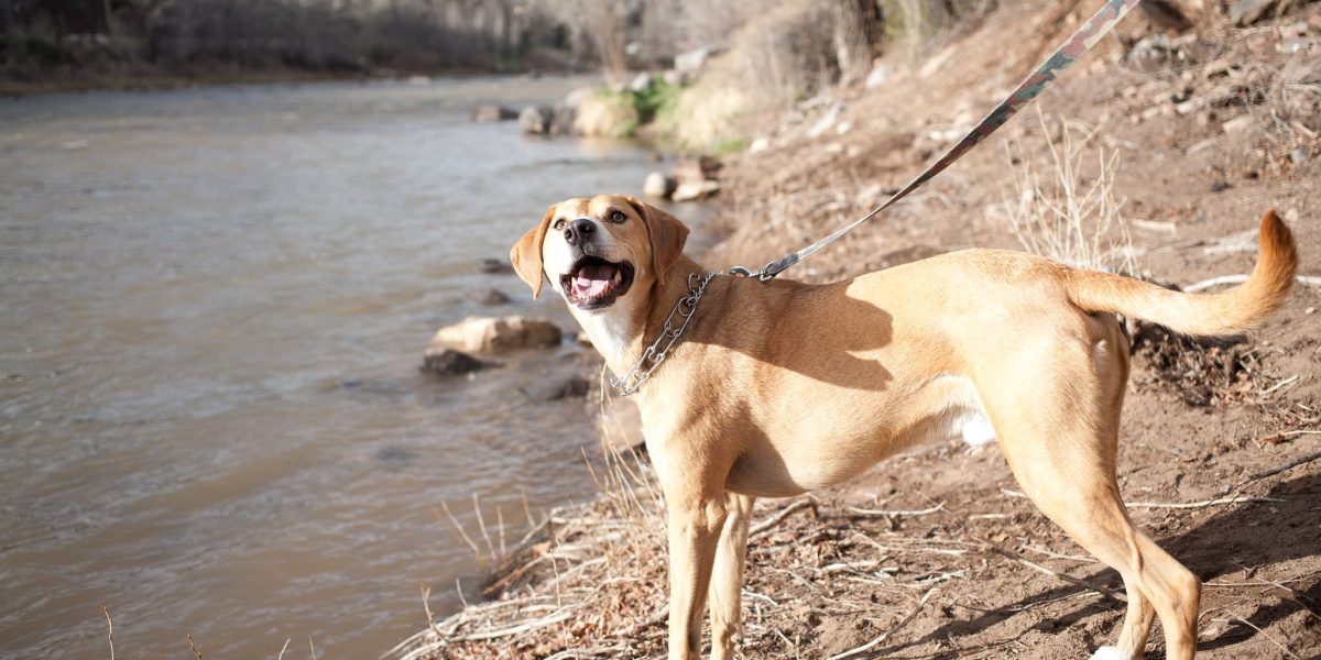 mountain cur