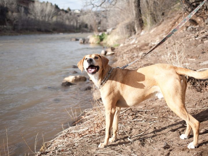 mountain cur