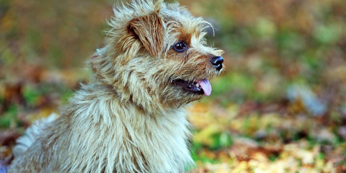 norfolk terrier