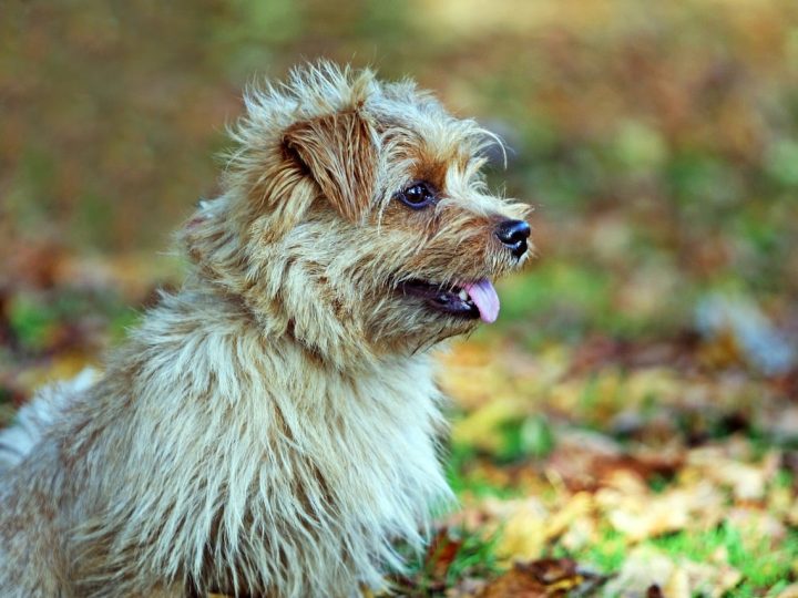 norfolk terrier