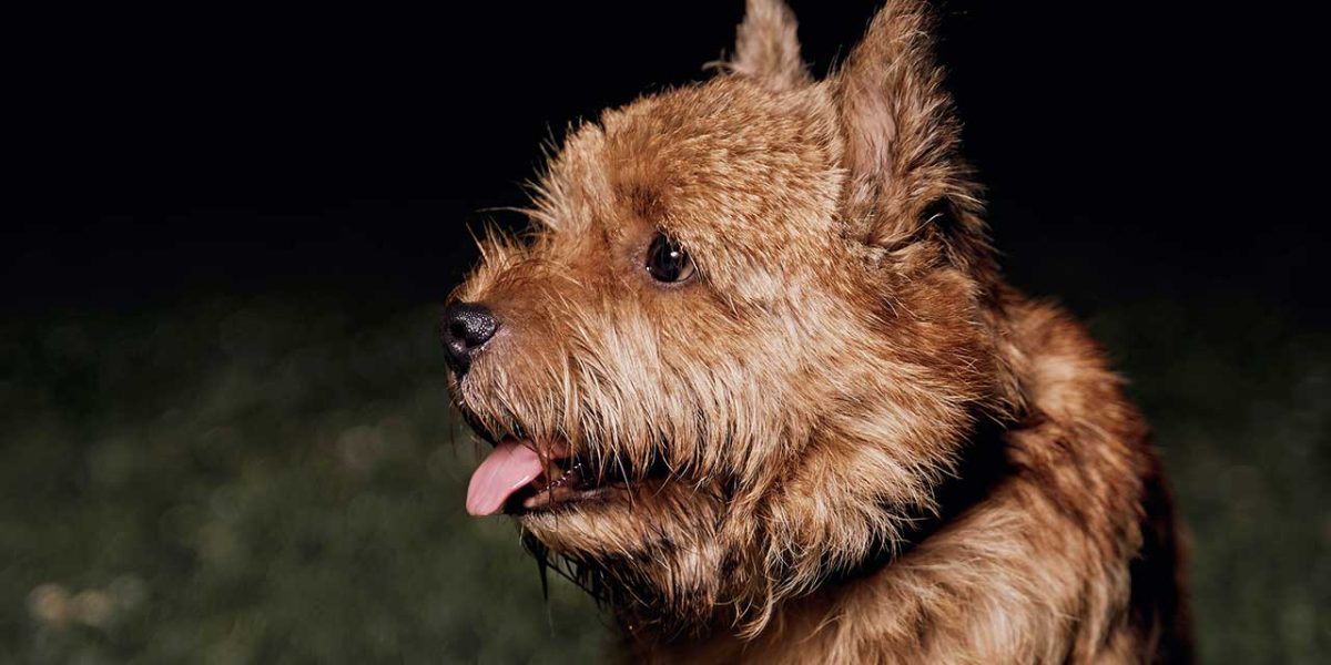 norwich terrier