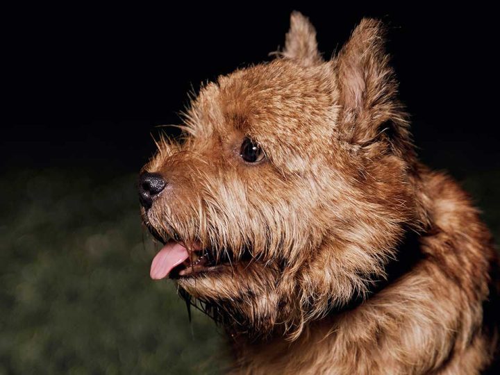 norwich terrier