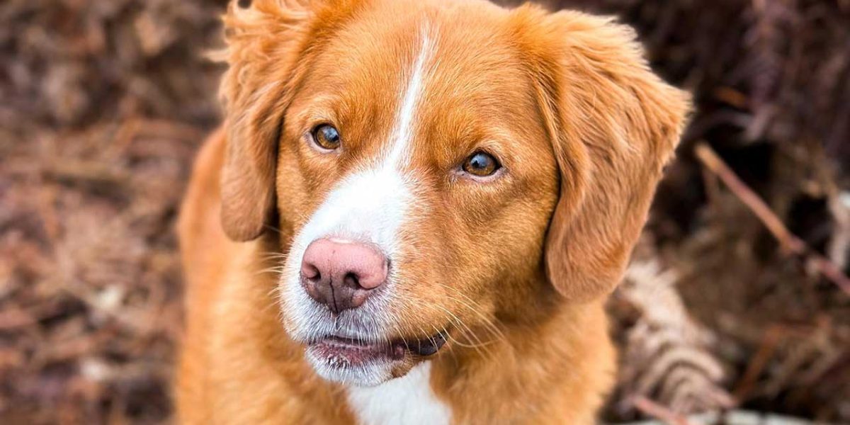 nova scotia duck tolling retriever