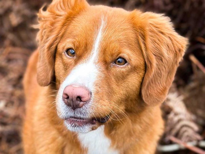 nova scotia duck tolling retriever