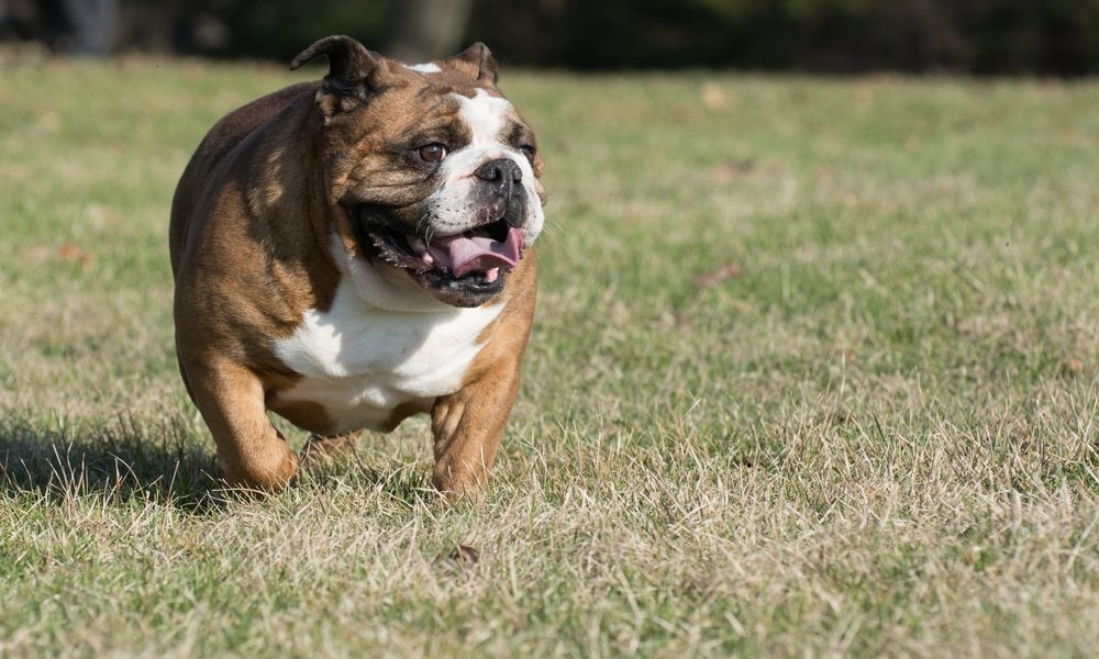 Olde English Bulldogge