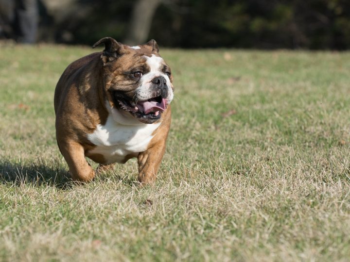 Olde English Bulldogge